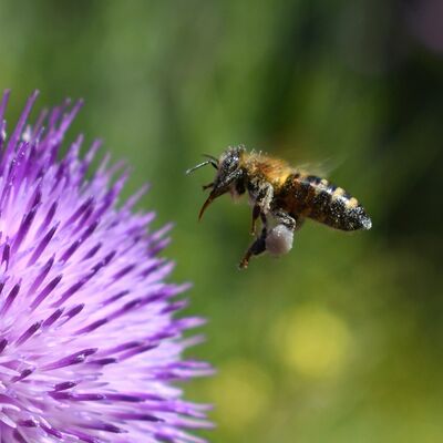 Bild vergrößern: Biene